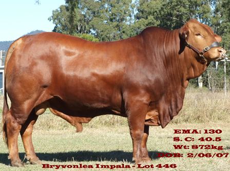 Bryvonlea Impala